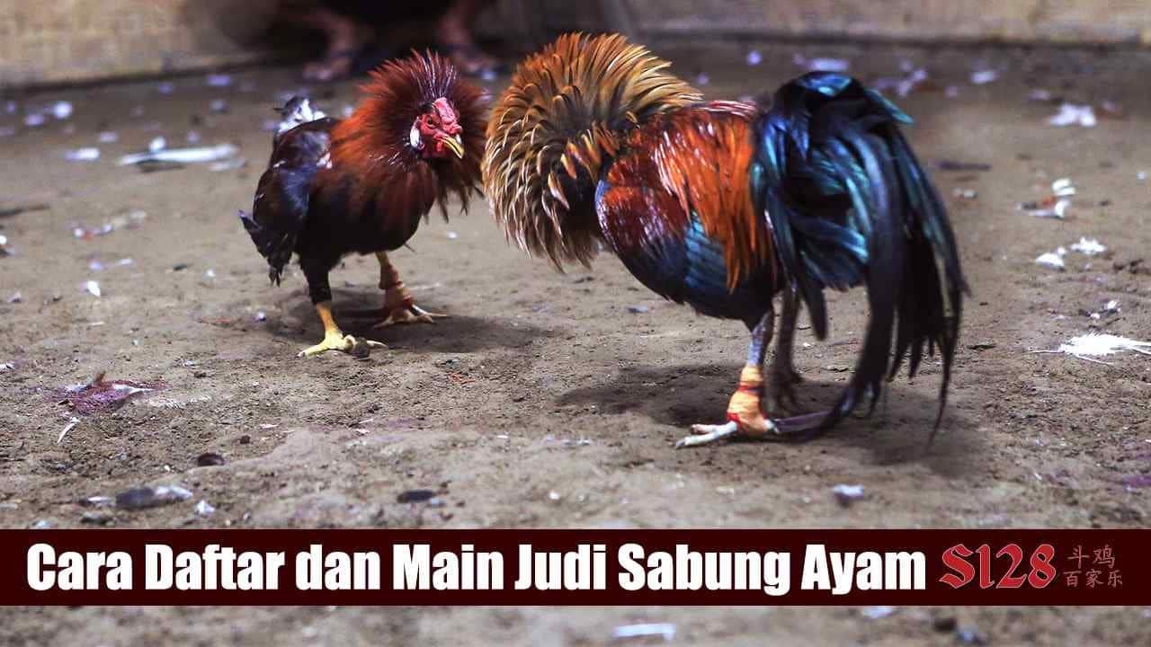 cara daftar judi sabung ayam 2026